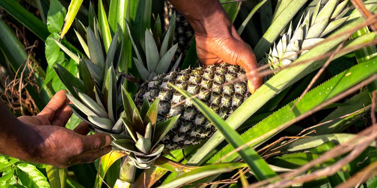 Ananas Dolcetto, il progetto si chiude nel segno del successo